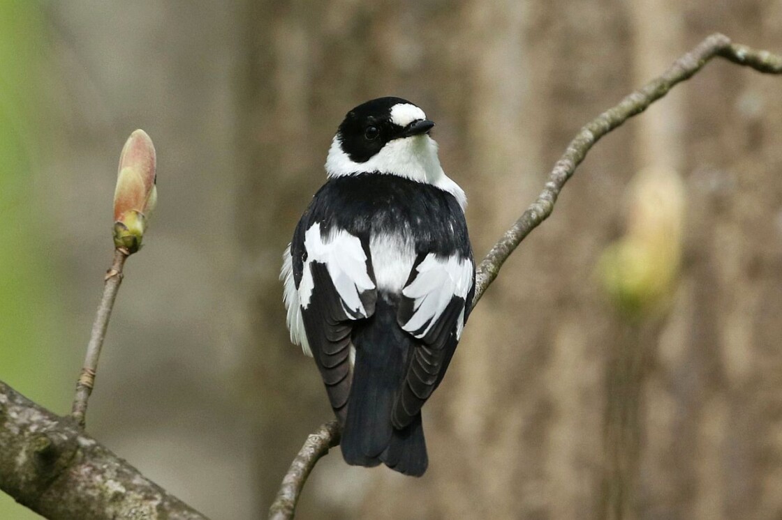 Halsbandschnäpper (Foto: Andre Günther)